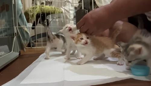 ミルクを飲む猫