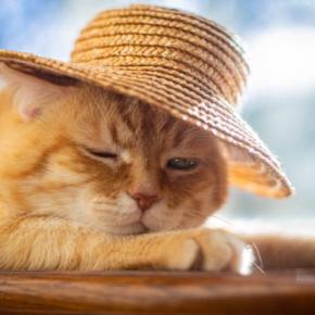暑い季節に注意したい『熱中症になりやすい猫』の特徴4選　予防のポイントや室内環境の整え方も解説