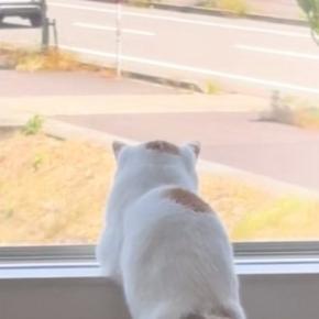 『窓の外を眺める猫』を見たら…あまりにも人間すぎる『まさかの光景』が85万再生「隣に並んでのんびり過ごしたい」「誰か待ってるのかなｗ」