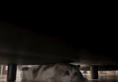ソファの下で止まる猫