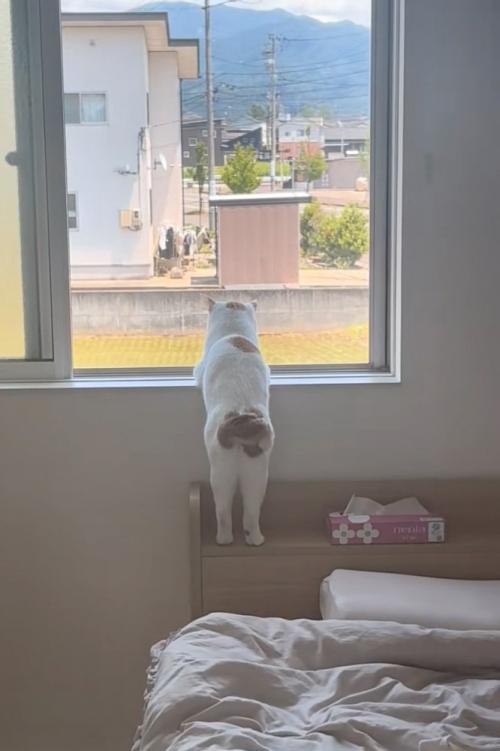 窓の外を眺める猫の後ろ姿2