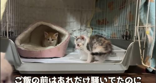ベッドの中の猫