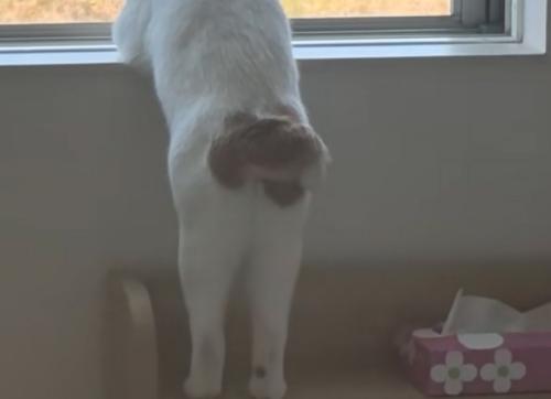猫の小さなしっぽ
