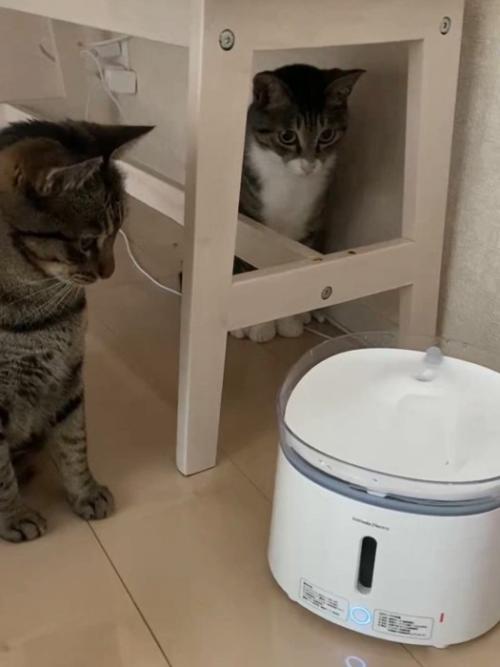 自動給水器を見つめる2匹の猫