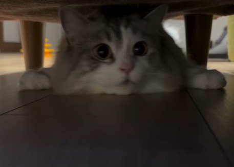 ソファの下に潜り込んで左を向く猫