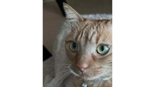 室内にいる猫