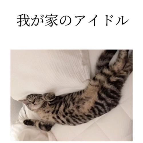 仰向けで寝る猫