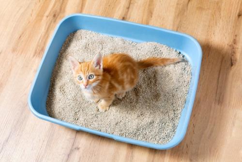 トイレ中の子猫