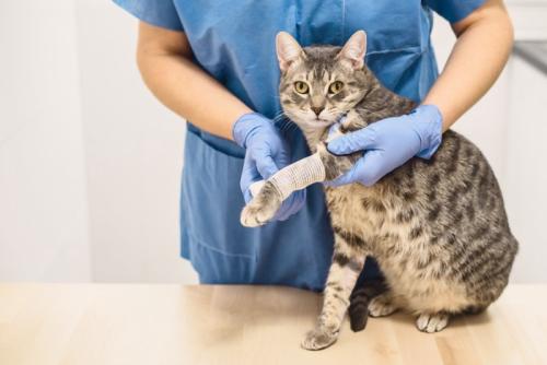 足に包帯を巻かれる猫