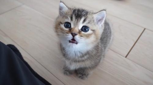 うとうとしている子猫