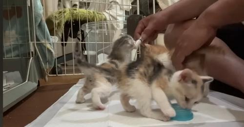 ふたで遊ぶの猫