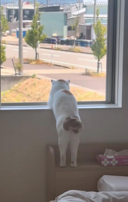窓の外を眺める猫の後ろ姿3