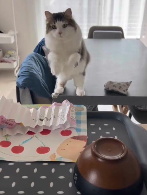 両手を空中でふる猫2