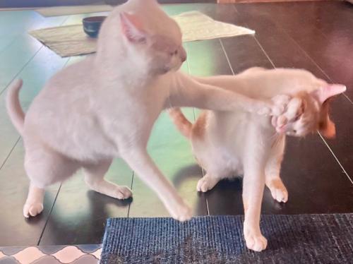 茶白猫に前足でパンチする白猫