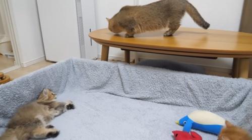 ママ猫と子猫たち