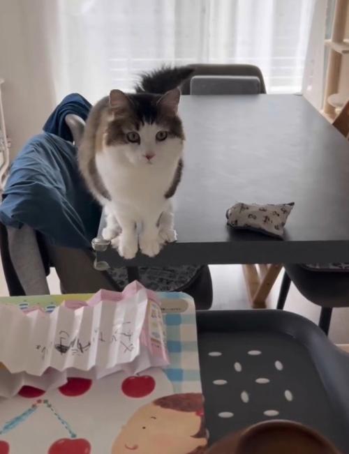 机の縁に座って前方を見る猫