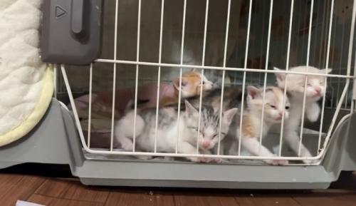ケージの猫