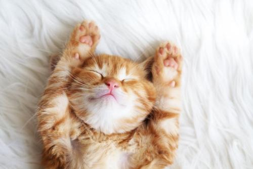 仰向けで寝る子猫