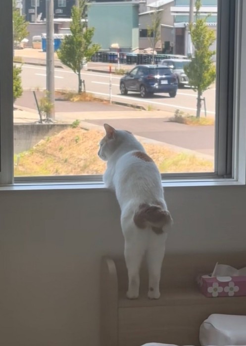 振り返る猫