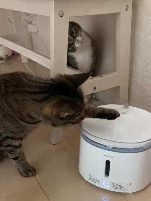 氷を触る猫