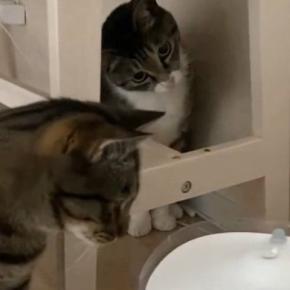 2匹の猫が自動給水器に浮かぶ『氷』を発見した結果…たまらなく可愛いリアクションが166万表示「首おっこちそうｗ」「笑っちゃった」