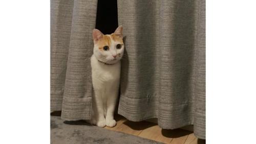 室内にいる猫