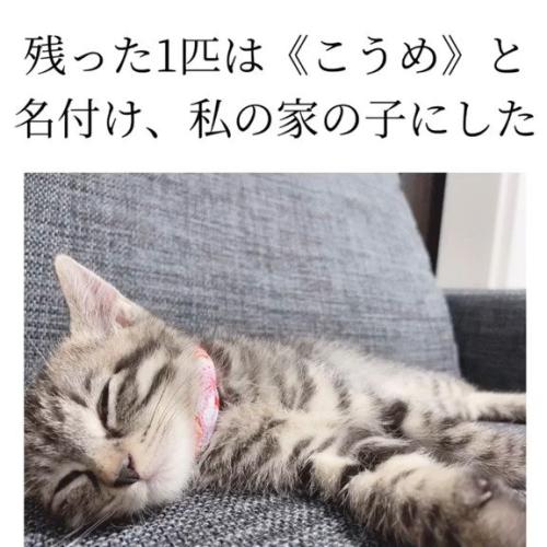 寝ている子猫