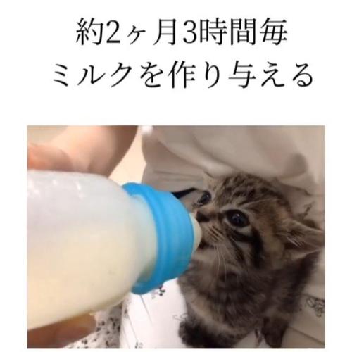 哺乳瓶でミルクを飲む子猫