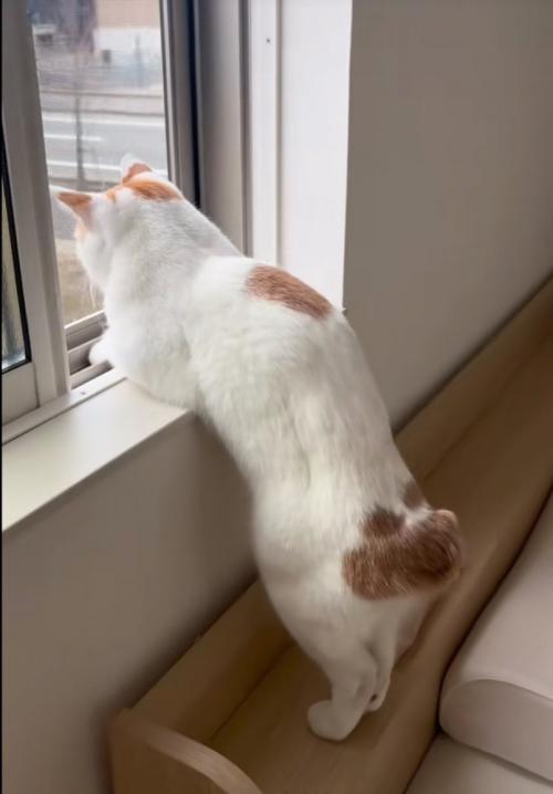 窓の外を眺める猫