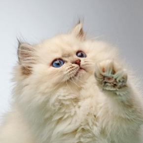 猫を夢中にさせる『知育トイ』のオススメ5選　得られるメリットから上手な遊ばせ方まで