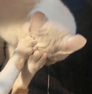 白猫の顔に乗せられた茶白猫の足