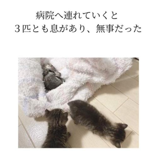 タオルの中と外にいる3匹の子猫