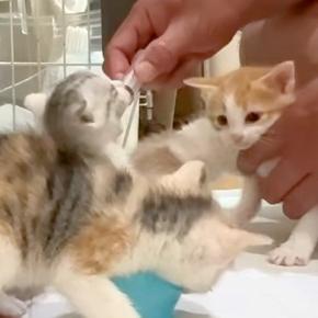 ミルクを飲む４匹の赤ちゃん猫→お腹がいっぱいになると…あまりにも『愛おしい光景』が話題「動き遅くなるとこかわいい」「静かになるんだね」