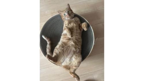 室内にいる猫