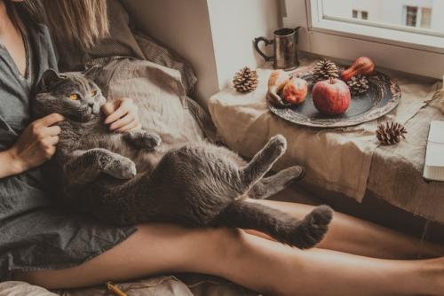 お風呂上がりの女性の膝に乗るグレー猫