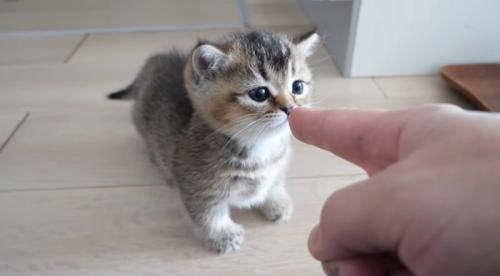 指をかいでいる子猫