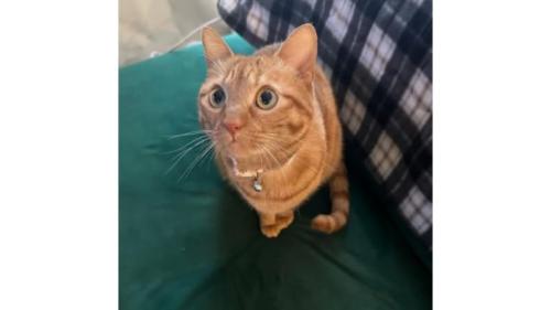 室内にいる猫
