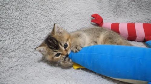ぬいぐるみにしがみつく子猫