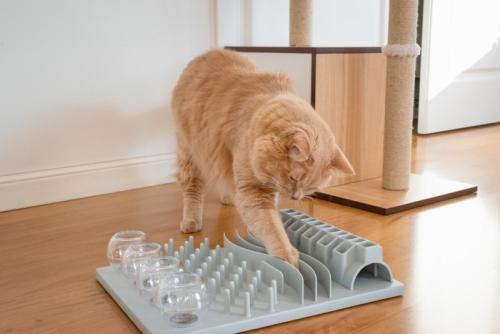 知育トイで遊ぶ猫