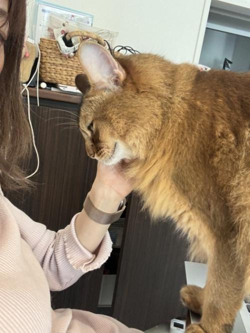 飼い主に撫でられる猫