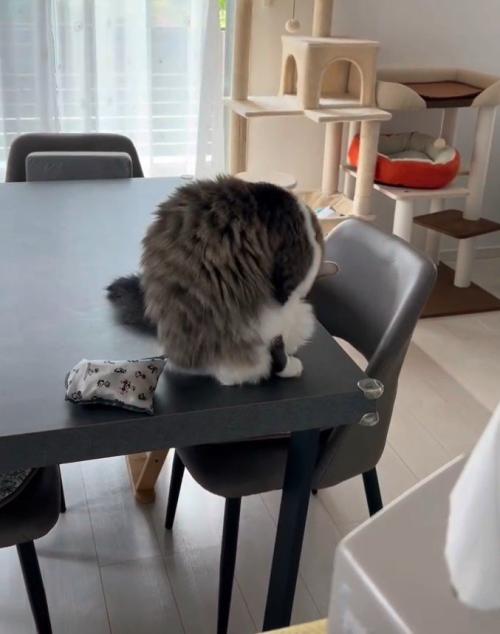 体を舐める猫