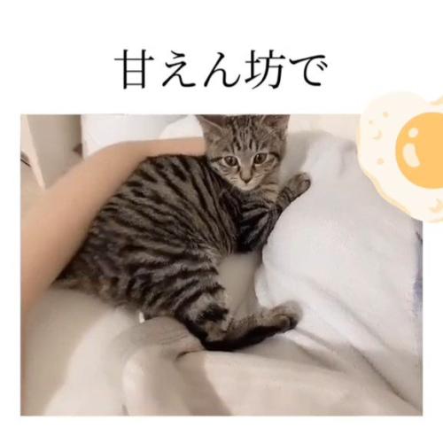 撫でられる子猫