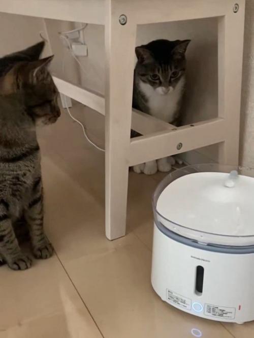 キジ白猫を見る猫