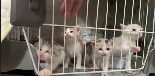 外に出る猫