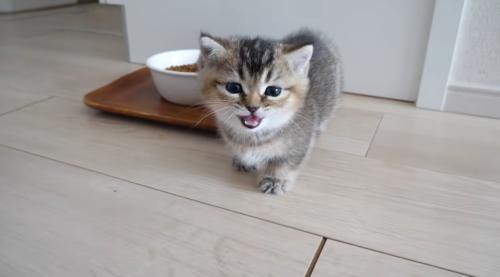 鳴いている子猫