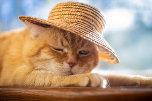 麦わら帽子をかぶった猫