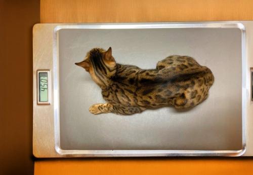 体重計に乗る猫