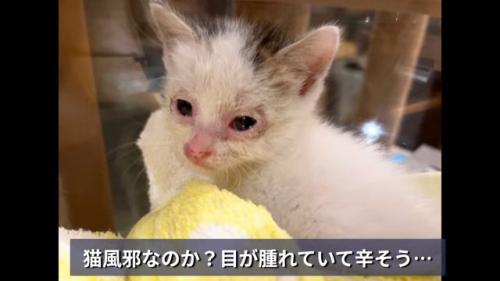目の周りが赤い子猫