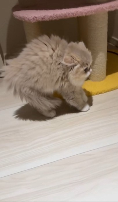 毛を逆立てて歩くイヴちゃん