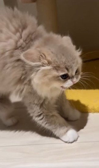 相手を見据えるイヴちゃん